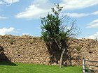 Bild: Baum vor Mauer&nbsp;&ndash; Klick zum Vergr&ouml;&szlig;ern