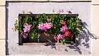 Bild: Blumenfenster 05 – Klick zum Vergrößern
