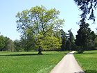 Bild: Baum im Park – Klick zum Vergrößern