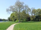 Bild: Baumgruppe im Park – Klick zum Vergrößern