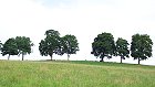 Bild: Baumreihe 01&nbsp;&ndash; Klick zum Vergr&ouml;&szlig;ern
