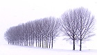 Bild: Baumreihe im Winter 03 – Klick zum Vergrößern