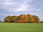 Bild: Herbstwald 2 – Klick zum Vergrößern