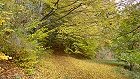Bild: Herbstwaldweg 02 – Klick zum Vergrößern