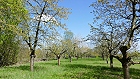 Bild: Obstgarten 01 – Klick zum Vergrößern