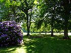 Bild: Rhododentron im Park – Klick zum Vergrößern