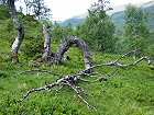 Bild: verbogener Baum&nbsp;&ndash; Klick zum Vergr&ouml;&szlig;ern