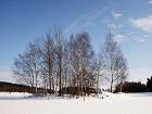 Bild: W&auml;ldchen im Winter&nbsp;&ndash; Klick zum Vergr&ouml;&szlig;ern
