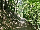 Bild: Waldweg 05 – Klick zum Vergrößern