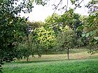 Bild: Wiese und B&auml;ume 01&nbsp;&ndash; Klick zum Vergr&ouml;&szlig;ern