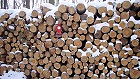Bild: Winterholzf&auml;llerbiene&nbsp;&ndash; Klick zum Vergr&ouml;&szlig;ern
