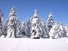 Bild: Winterwald 1 – Klick zum Vergrößern