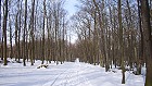 Bild: Winterwald 2 – Klick zum Vergrößern