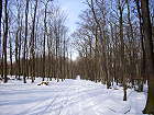 Bild: Winterwald 2&nbsp;&ndash; Klick zum Vergr&ouml;&szlig;ern