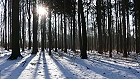 Bild: Winterwald 03 – Klick zum Vergrößern