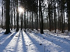Bild: Winterwald 03 – Klick zum Vergrößern