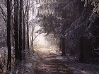 Bild: Winterwaldweg 01 – Klick zum Vergrößern