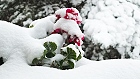 Bild: Balkonblumen im Schnee – Klick zum Vergrößern