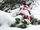 Bild: Balkonblumen im Schnee – Klick zum Vergrößern