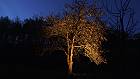 Bild: Baum bei Nacht&nbsp;&ndash; Klick zum Vergr&ouml;&szlig;ern