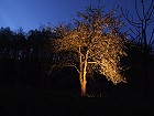 Bild: Baum bei Nacht – Klick zum Vergrößern