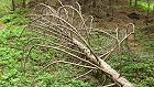 Bild: Baumgerippe&nbsp;&ndash; Klick zum Vergr&ouml;&szlig;ern