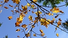Bild: Blätter 02 Herbst – Klick zum Vergrößern