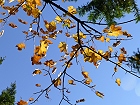 Bild: Blätter 02 Herbst – Klick zum Vergrößern