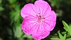 Bild: Blume 34 – Klick zum Vergrößern