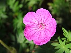 Bild: Blume 34 – Klick zum Vergrößern