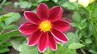 Bild: Blume 37 – Klick zum Vergrößern