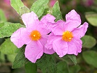 Bild: Blume 39 – Klick zum Vergrößern