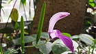 Bild: Blume 40 – Klick zum Vergrößern