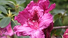 Bild: Blume 41 – Klick zum Vergrößern