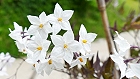 Bild: Blume 44 – Klick zum Vergrößern