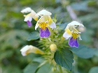 Bild: Blume 46 – Klick zum Vergrößern