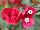 Bild: Blume 50 – Klick zum Vergrößern