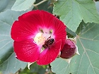 Bild: Blume 51 – Klick zum Vergrößern