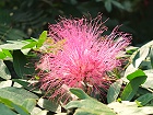 Bild: Blume 52 – Klick zum Vergrößern