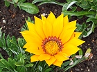 Bild: Blume 53 – Klick zum Vergrößern