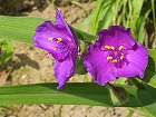 Bild: Blume 54 – Klick zum Vergrößern