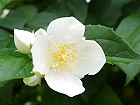 Bild: Blume 55 – Klick zum Vergrößern