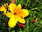 Bild: Blume 56 – Klick zum Vergrößern