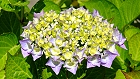 Bild: Blume 57 – Klick zum Vergrößern