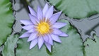 Bild: Blume 58 – Klick zum Vergrößern