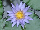 Bild: Blume 58 – Klick zum Vergrößern