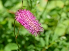 Bild: Blume 65 – Klick zum Vergrößern