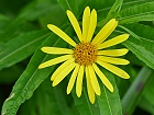 Bild: Blume 66 – Klick zum Vergrößern