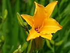Bild: Blume 67 – Klick zum Vergrößern