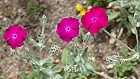 Bild: Blume 68 – Klick zum Vergrößern